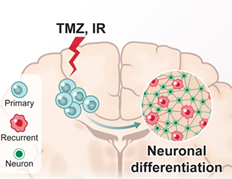 Dissecting glioma ecosystem during evolution