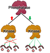 Reconstructing spatiotemporal proteomic mosaicism in pediatric brain tumors