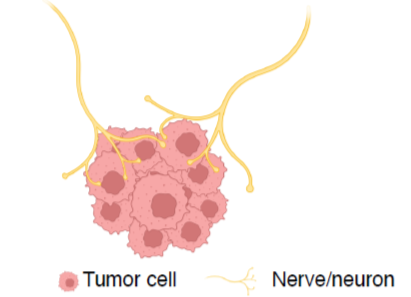 Role of neurons-cancer cross-talk in non-CNS tumor progression